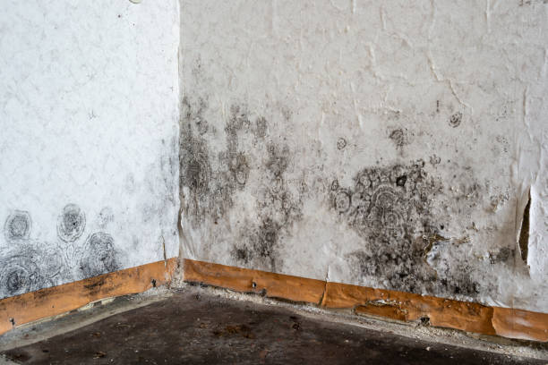 Best Mold removal after water damage  in Rosenberg, TX